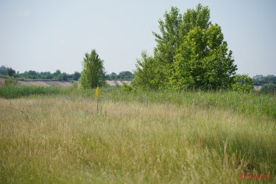 Sony-100-400-GM-OSS_67.JPG