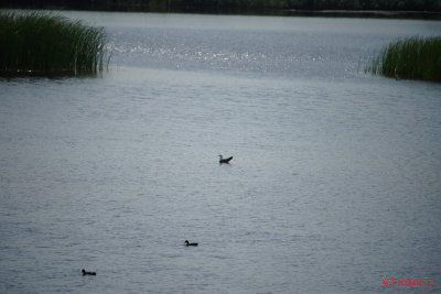 Sony-100-400-GM-OSS_80.JPG