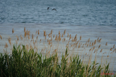Sony-100-400-GM-OSS_90.JPG