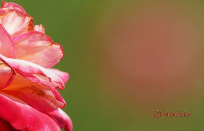 Sony-100-400-GM-OSS_95-crop.jpg
