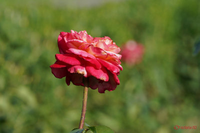 Sony-100-400-GM-OSS_98.JPG