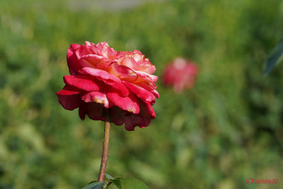 Sony-100-400-GM-OSS_99.JPG