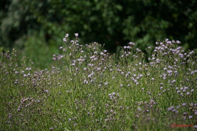 test-Sony-100-400-GM-OSS.JPG