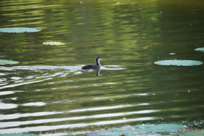 test-Sony-100-400-GM-OSS_07.JPG
