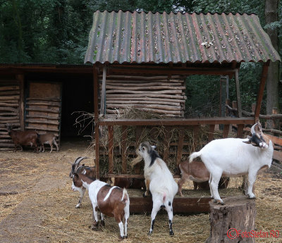 zoo-timisoara.JPG