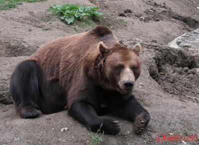 zoo-urs-timisoara_02.JPG