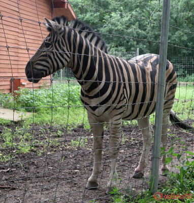 zoo--zebra-timisoara.JPG