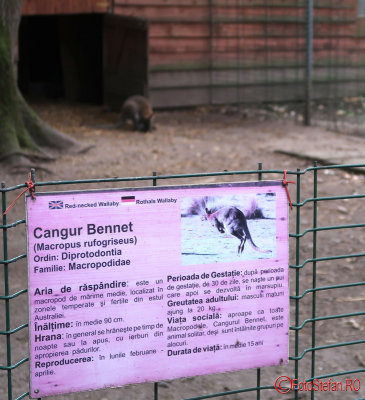 zoo-cangur-bennet-timisoara_02.JPG