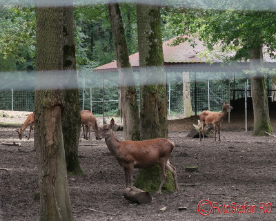 zoo-cerb-timisoara_02.JPG