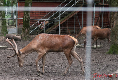 zoo-cerb-timisoara_03.JPG