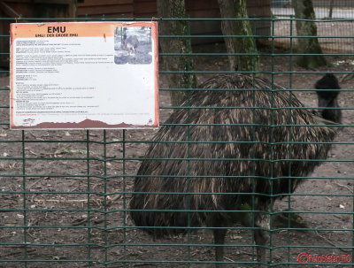 zoo-emu-timisoara_02.JPG