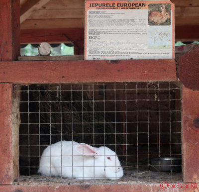 zoo-iepure-european-timisoara.JPG