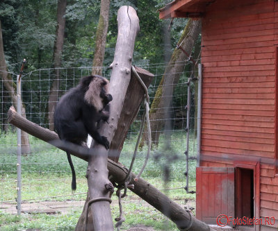 zoo-macac-coada-leu-timisoara.JPG