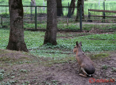 zoo-mara-timisoara.JPG