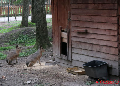 zoo-mara-timisoara_02.JPG