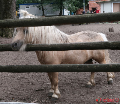 zoo-ponei-shetland-timisoara_02.JPG