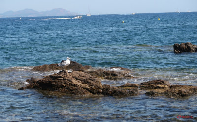 nisa-saint-tropez-franta_66.JPG