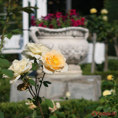 parcul-rozelor-trandafiri-timisoara_27.JPG