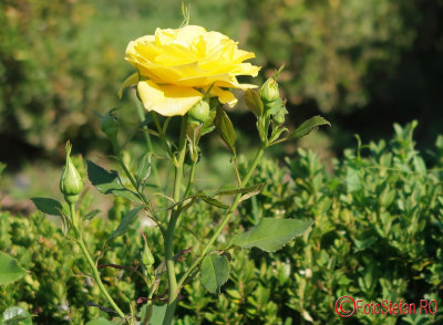 parcul-rozelor-trandafiri-timisoara_34.JPG
