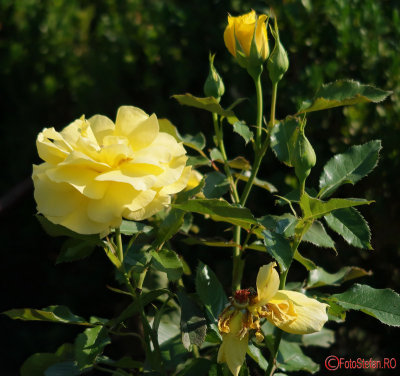 parcul-rozelor-trandafiri-timisoara_35.JPG