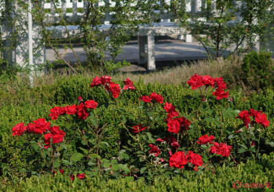 parcul-rozelor-trandafiri-timisoara_38.JPG