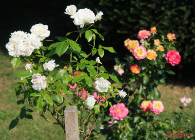 parcul-rozelor-trandafiri-timisoara_42.JPG