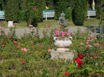 parcul-rozelor-trandafiri-timisoara_48.JPG