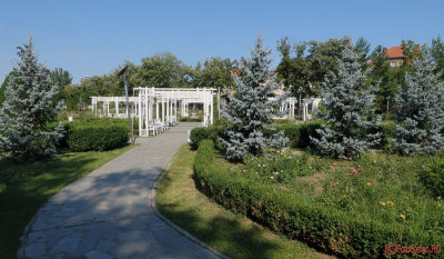 parcul-rozelor-trandafiri-timisoara_51.JPG