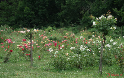 parcul-rozelor-trandafiri-timisoara_55.JPG