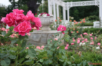parcul-rozelor-trandafiri-timisoara_57.JPG