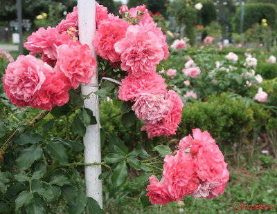parcul-rozelor-trandafiri-timisoara_58.JPG