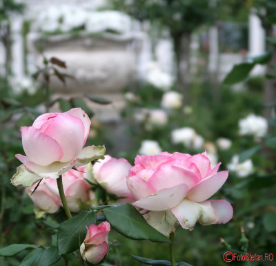 parcul-rozelor-trandafiri-timisoara_62.JPG