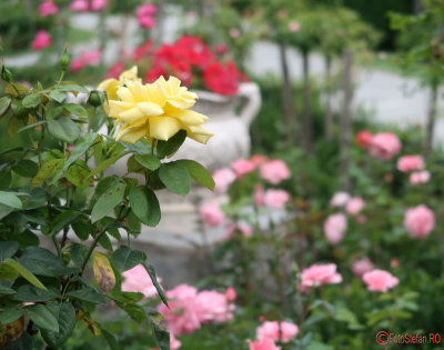 parcul-rozelor-trandafiri-timisoara_63.JPG