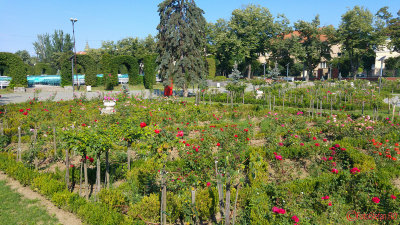 parcul-rozelor-trandafiri-timisoara_06.jpg