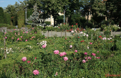 parcul-rozelor-trandafiri-timisoara_12.JPG