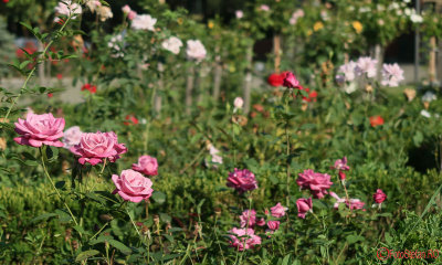 parcul-rozelor-trandafiri-timisoara_13.JPG