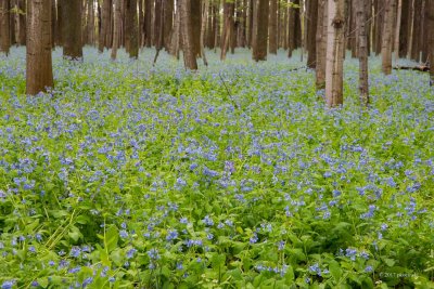 Field of Bluebells