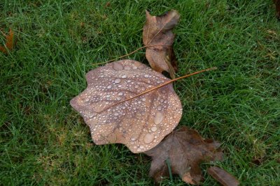 Waterdrops On Leaves