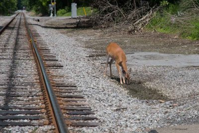 Deer Tracks