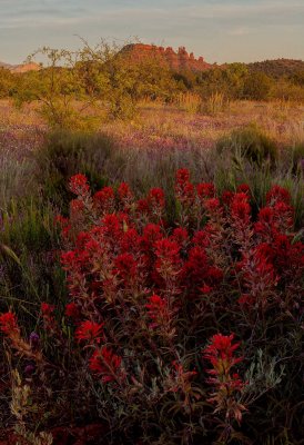 Cockscomb indian paint brush 1158.jpg
