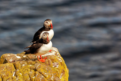 Puffin 2999.jpg