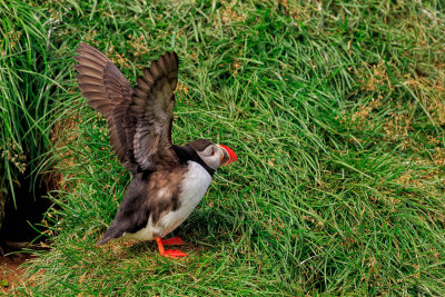 Puffin 3008.jpg