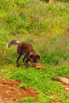 Arctic Fox 3824.jpg