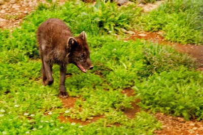 Arctic Fox 3842.jpg
