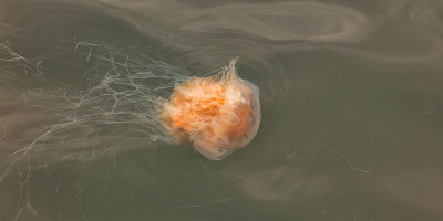 Jellyfish 4152.jpg