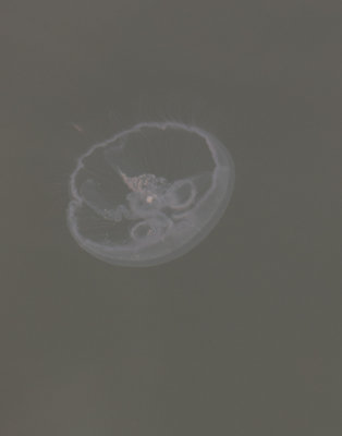 Jellyfish 4164.jpg