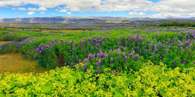 Lupine 2111.jpg