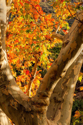 Sycamore_color_3327.jpg