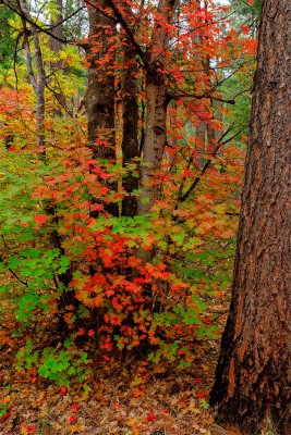 Oak_Creek_Fall_3520_vs2.jpg