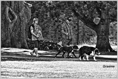 'being walked by the dogs'